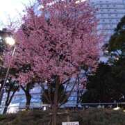 ヒメ日記 2025/03/08 16:25 投稿 ゆま 横浜おかあさん