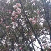 ヒメ日記 2025/03/16 08:05 投稿 ゆま 横浜おかあさん