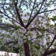 ヒメ日記 2025/03/27 07:25 投稿 ゆま 横浜おかあさん