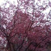 ヒメ日記 2025/03/30 07:35 投稿 ゆま 横浜おかあさん