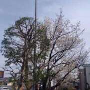 ヒメ日記 2025/04/18 16:15 投稿 ゆま 横浜おかあさん