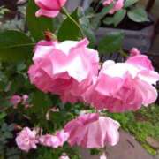 ヒメ日記 2025/04/25 07:35 投稿 ゆま 横浜おかあさん