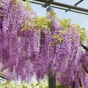 ヒメ日記 2025/04/26 15:05 投稿 ゆま 横浜おかあさん