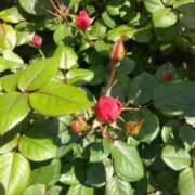 ヒメ日記 2025/05/01 08:05 投稿 ゆま 横浜おかあさん