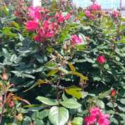 ヒメ日記 2025/05/05 07:45 投稿 ゆま 横浜おかあさん