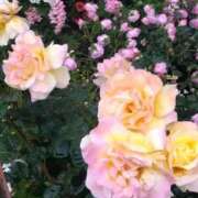 ヒメ日記 2025/05/08 07:35 投稿 ゆま 横浜おかあさん