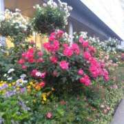 ヒメ日記 2025/05/12 16:15 投稿 ゆま 横浜おかあさん