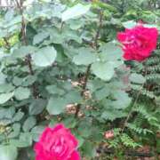 ヒメ日記 2025/05/19 07:45 投稿 ゆま 横浜おかあさん