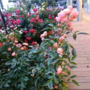 ヒメ日記 2025/05/25 16:05 投稿 ゆま 横浜おかあさん