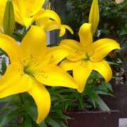 ヒメ日記 2025/06/02 08:15 投稿 ゆま 横浜おかあさん