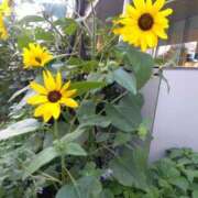 ヒメ日記 2025/06/29 08:15 投稿 ゆま 横浜おかあさん