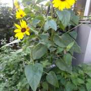 ヒメ日記 2025/07/06 16:45 投稿 ゆま 横浜おかあさん