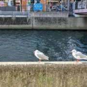 ヒメ日記 2026/01/19 17:15 投稿 ゆま 横浜おかあさん