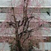 ヒメ日記 2026/03/21 08:35 投稿 ゆま 横浜おかあさん