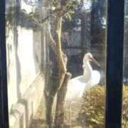 ヒメ日記 2025/09/24 20:14 投稿 みはる 熟女の風俗最終章 仙台店