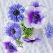 柏木てぃな 出勤 禁断のメンズエステR-18堺・南大阪店