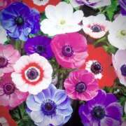 柏木てぃな 夜まで 禁断のメンズエステR-18堺・南大阪店