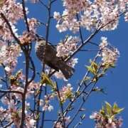ヒメ日記 2026/03/11 09:33 投稿 あの ラブコレ