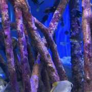 ヒメ日記 2026/03/14 10:16 投稿 あの ラブコレ