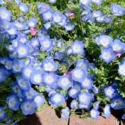 ヒメ日記 2026/04/21 09:58 投稿 あの ラブコレ