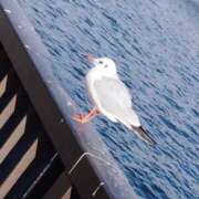 ヒメ日記 2026/01/27 13:11 投稿 笹本（ささもと） 丸妻 錦糸町店