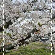 ヒメ日記 2025/04/10 12:21 投稿 若菜(わかな) MERMAID～マーメイド～