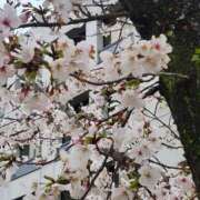 ヒメ日記 2025/04/06 16:32 投稿 あかね☆ 豊橋豊川ちゃんこ