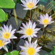 ヒメ日記 2026/03/28 02:16 投稿 あかね☆ 豊橋豊川ちゃんこ