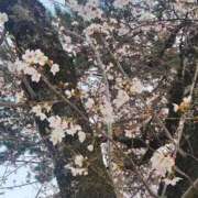 ヒメ日記 2026/03/29 17:32 投稿 あかね☆ 豊橋豊川ちゃんこ