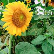 ヒメ日記 2025/08/12 18:26 投稿 真珠奥様 母ちゃんの秘密