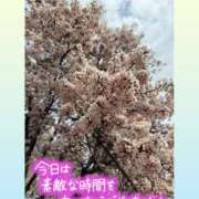 ヒメ日記 2025/03/24 17:50 投稿 まい 奥鉄オクテツ大阪