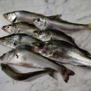 ヒメ日記 2025/09/04 10:06 投稿 姫川 唯 こあくまな熟女たち三河店（KOAKUMAグループ）