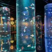 ヒメ日記 2025/06/24 14:18 投稿 なづな パイレーツ