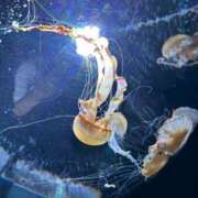 ヒメ日記 2025/07/02 19:30 投稿 なづな パイレーツ