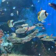 ヒメ日記 2025/09/11 21:18 投稿 なづな パイレーツ