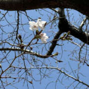 ヒメ日記 2026/03/24 15:30 投稿 まい 奥鉄オクテツ兵庫