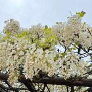 ヒメ日記 2025/06/04 10:27 投稿 せいら しろうとCollection