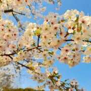 ヒメ日記 2025/06/12 09:57 投稿 せいら しろうとCollection