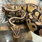 ヒメ日記 2025/01/12 16:27 投稿 まゆ スピード日本橋店