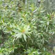 ヒメ日記 2025/07/05 14:43 投稿 宮路 りさ子 東京貴楼館