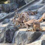 ヒメ日記 2026/04/16 19:02 投稿 モモカ【♥超絶激カワバニー♥】 ドＭなバニーちゃん小倉店