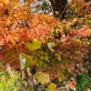 ヒメ日記 2025/01/24 16:12 投稿 高橋　しの YUDEN～油殿～堺東店