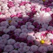 ヒメ日記 2025/01/10 19:36 投稿 ゆい モアグループ南越谷人妻花壇