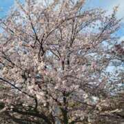 ヒメ日記 2025/03/04 16:19 投稿 ゆい モアグループ南越谷人妻花壇