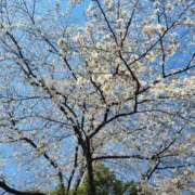 ヒメ日記 2025/04/09 23:03 投稿 ゆい モアグループ南越谷人妻花壇