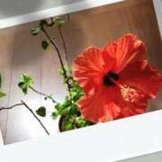 ヒメ日記 2025/04/18 09:57 投稿 ゆい モアグループ南越谷人妻花壇