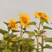 ヒメ日記 2025/02/13 23:26 投稿 小泉りせ 大人めシンデレラ 新横浜店（シンデレラグループ）