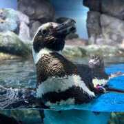 ヒメ日記 2025/01/16 07:01 投稿 まりあ奥様 川崎人妻ソープ Mint(ミント)