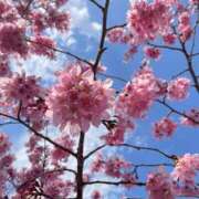 ヒメ日記 2025/04/09 10:51 投稿 りみ ぷるるんマダム 難波店