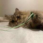 ヒメ日記 2025/06/10 12:29 投稿 ひめの 元クリ南 G-STAGE